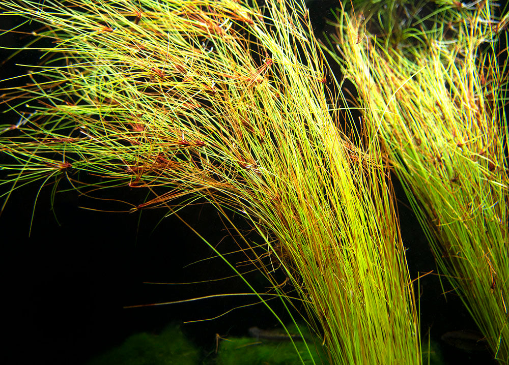 Tall AKA Umbrella Hairgrass (Eleocharis vivipara), Pot