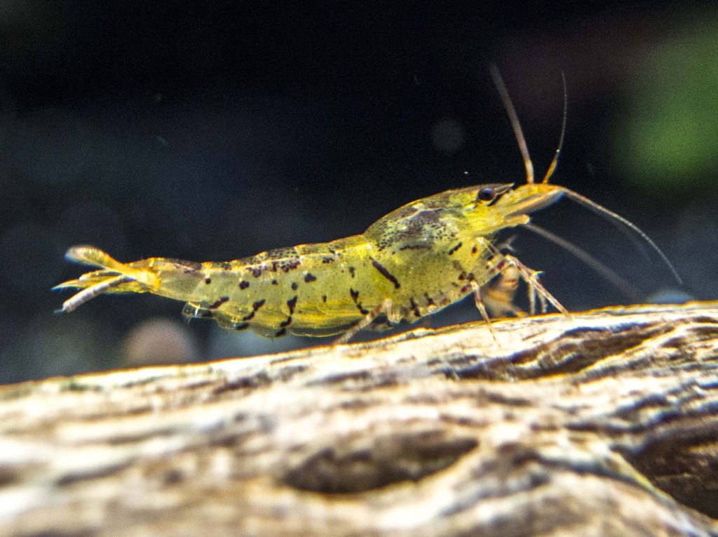 Tangerine Tiger Shrimp (Caridina serrata var. “Tangerine Tiger”), Tank-Bred!