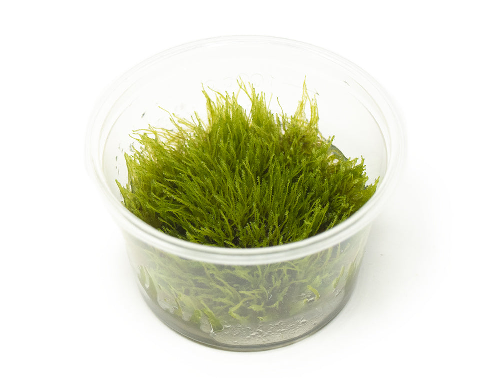 Taxiphyllum sp. Giant Moss Tissue Culture