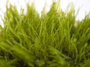 Taxiphyllum sp. "Giant Moss" Tissue Culture