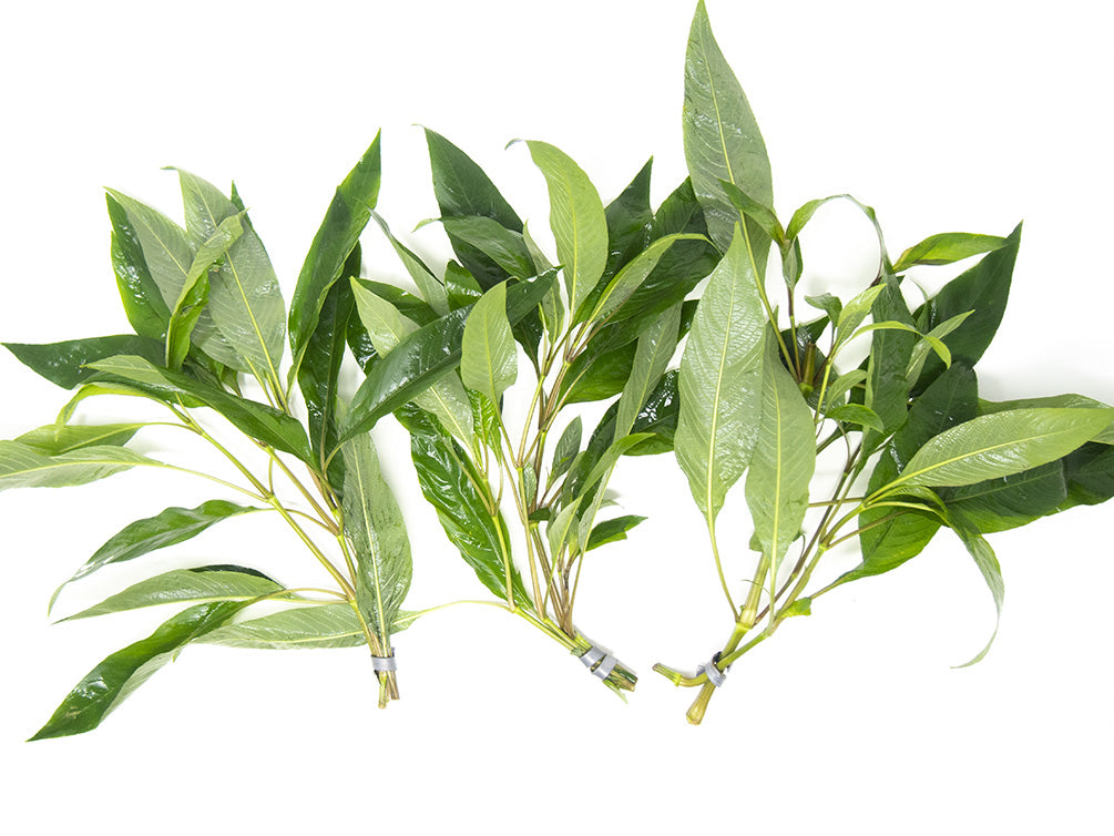 Temple Plant (Hygrophila corymbosa), potted
