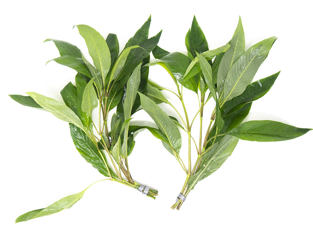 Temple Plant (Hygrophila corymbosa), potted