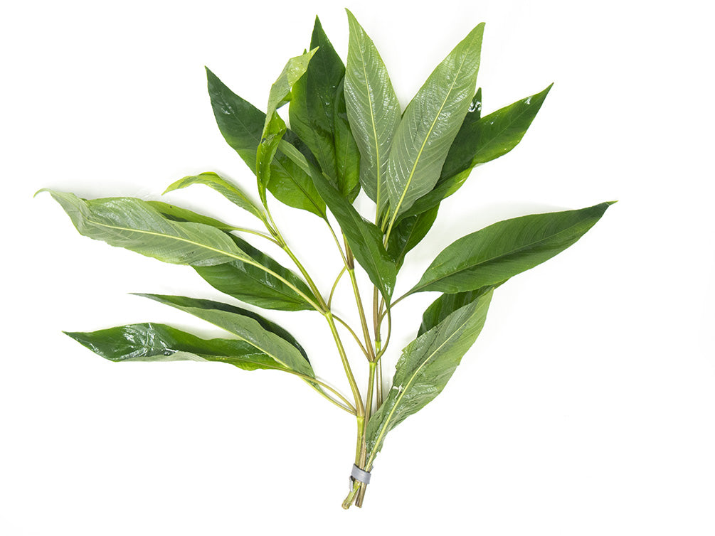 Temple Plant (Hygrophila corymbosa), potted