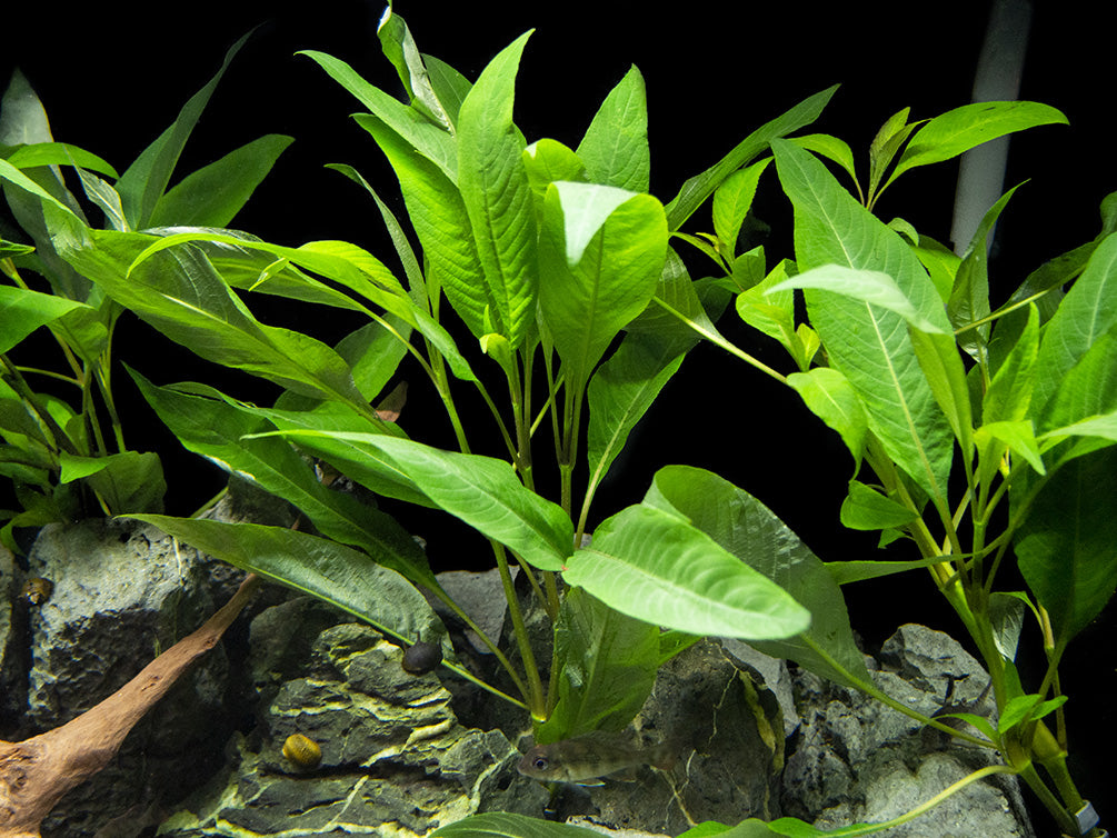 Temple Plant (Hygrophila corymbosa), potted