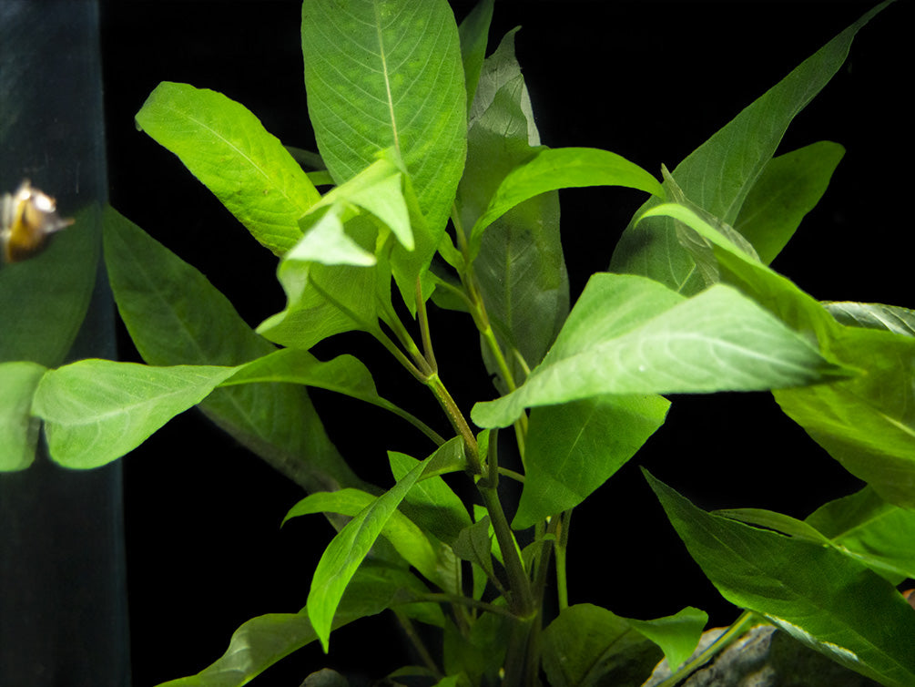 Temple Plant (Hygrophila corymbosa), potted