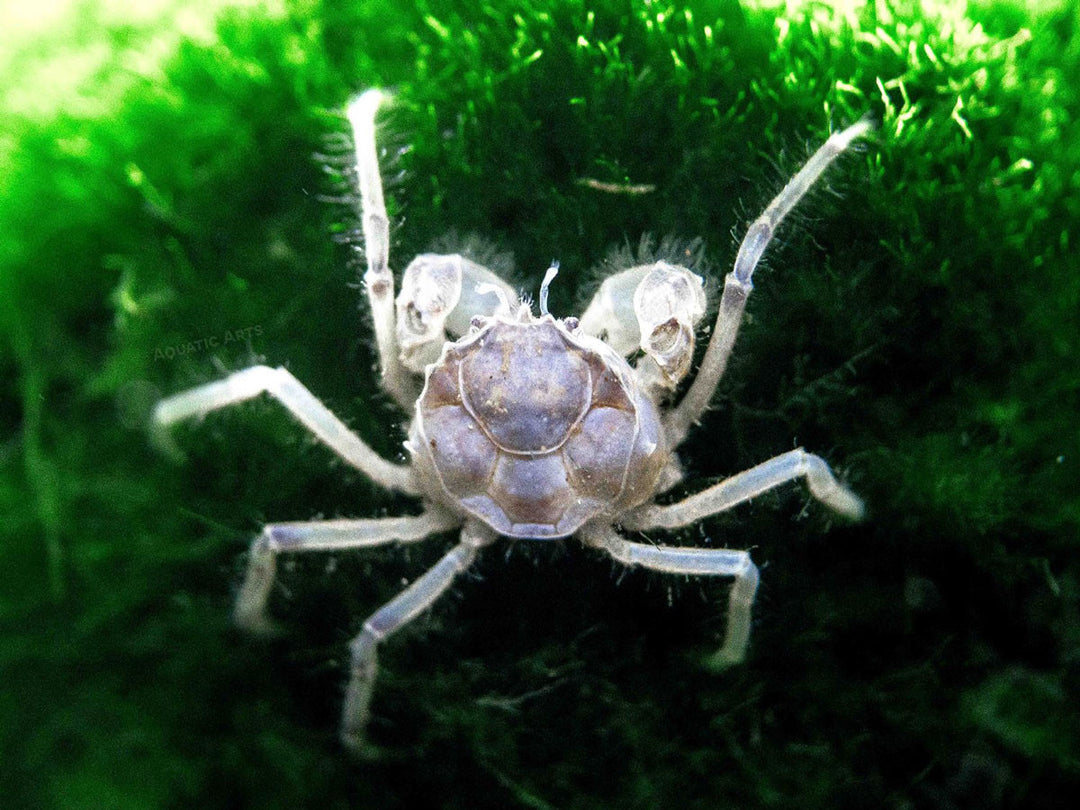 thai micro crabs