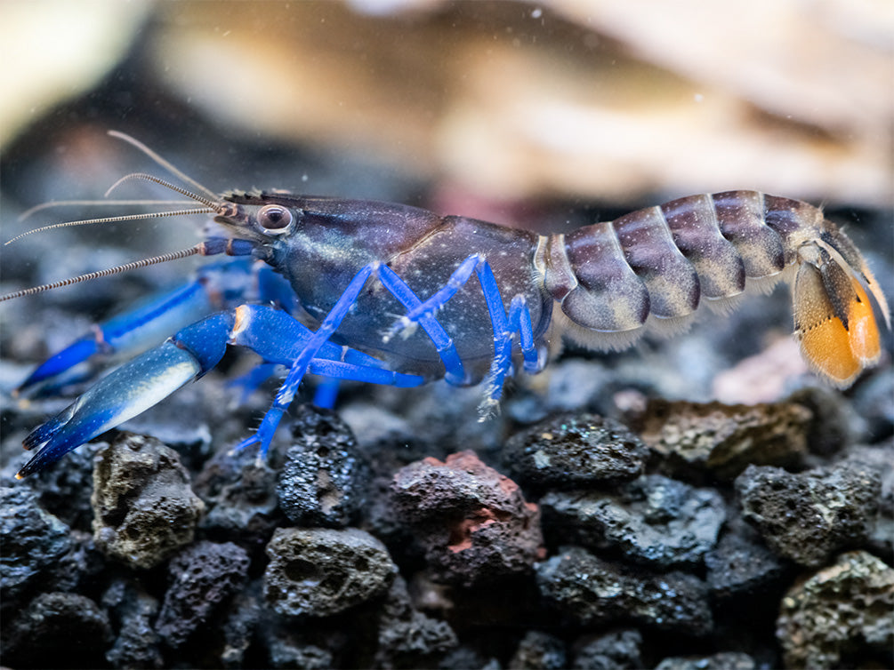 Thunderbolt Blue Moon Crayfish (Cherax pulcher x C. boesemani 'Type 3'), USA Bred!