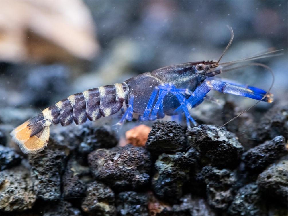 Thunderbolt Blue Moon Crayfish (Cherax pulcher x C. boesemani 'Type 3'), USA Bred!