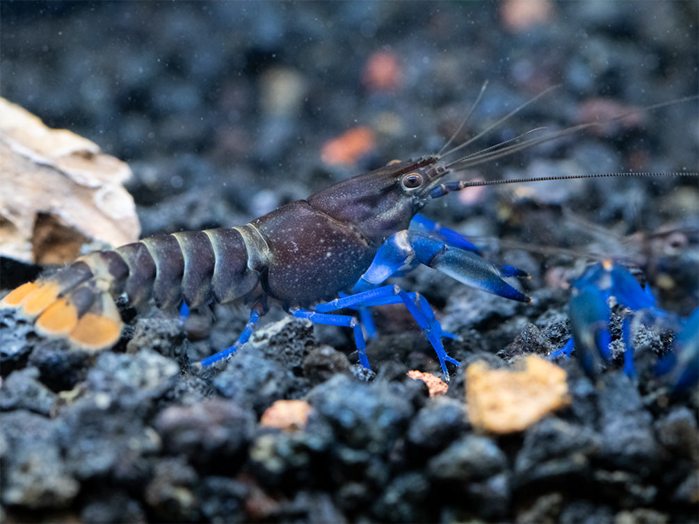 Thunderbolt Blue Moon Crayfish (Cherax pulcher x C. boesemani 'Type 3'), USA Bred!