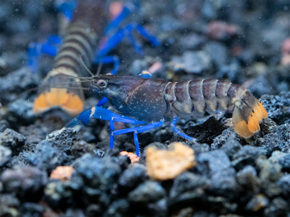 Thunderbolt Blue Moon Crayfish (Cherax pulcher x C. boesemani 'Type 3'), USA Bred!