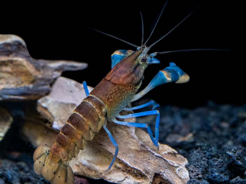 Thunderbolt Snakeskin Crayfish (Cherax pulcher x C. boesemani), USA Bred!