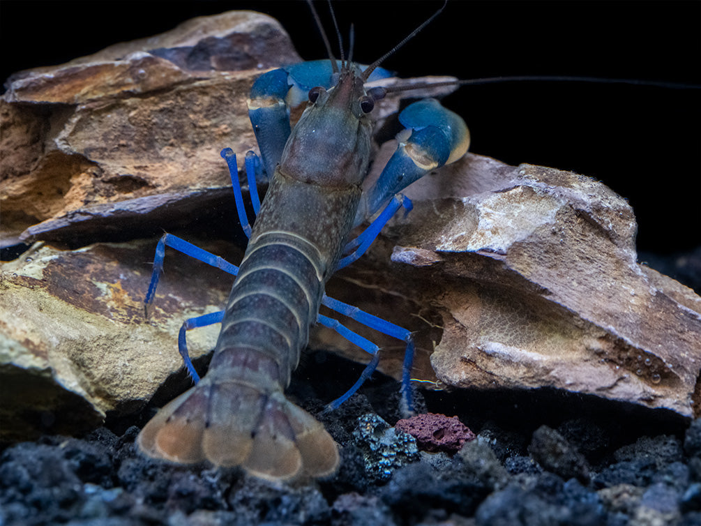 Thunderbolt Snakeskin Crayfish (Cherax pulcher x C. boesemani), USA Bred!