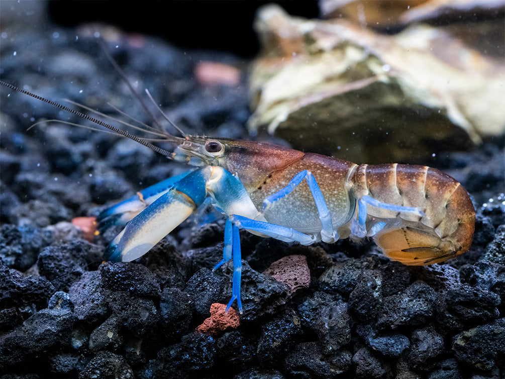 Thunderbolt Snakeskin Crayfish (Cherax pulcher x C. boesemani), USA Bred!