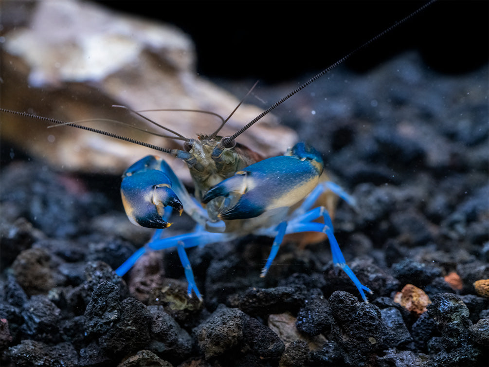 Thunderbolt Snakeskin Crayfish (Cherax pulcher x C. boesemani), USA Bred!