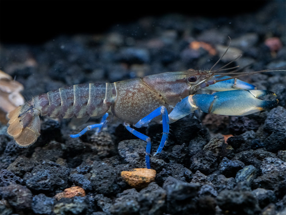Thunderbolt Snakeskin Crayfish (Cherax pulcher x C. boesemani), USA Bred!