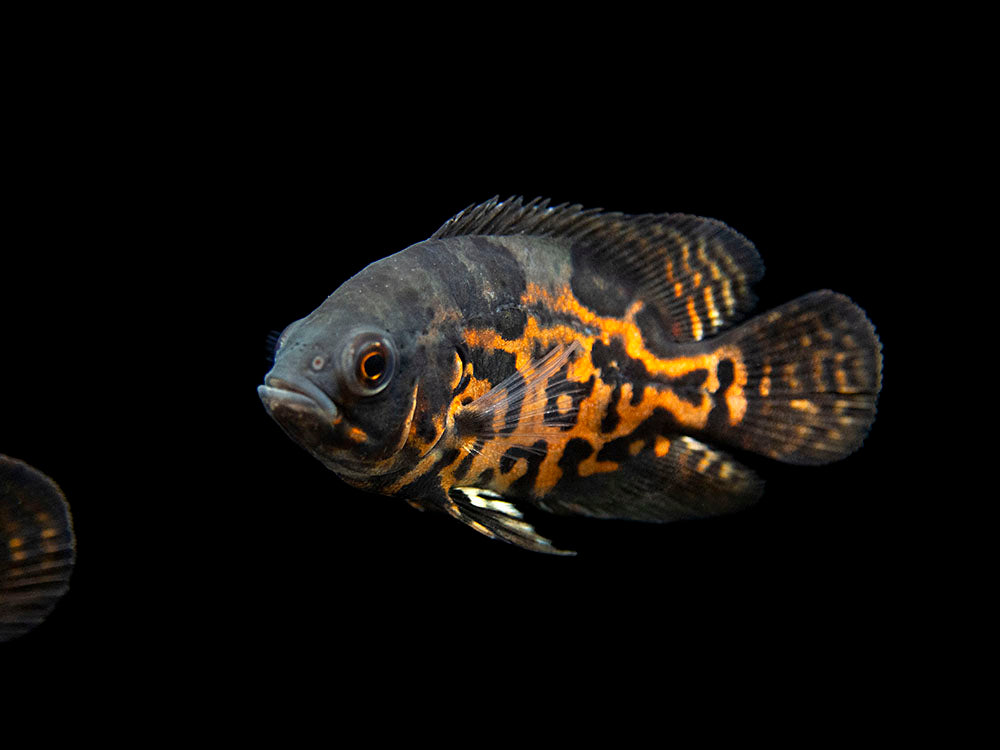 Tiger Oscar (Astronotus ocellatus), Tank-Bred