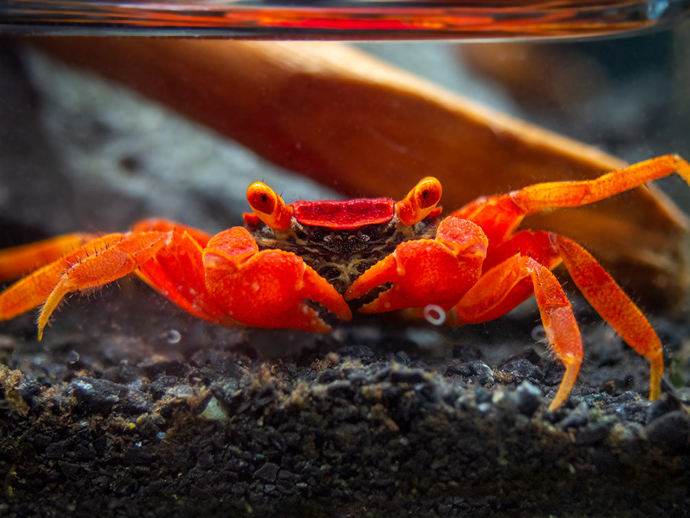Tomato Vampire Crab (Geosesarma sp.) - Aquatic Arts