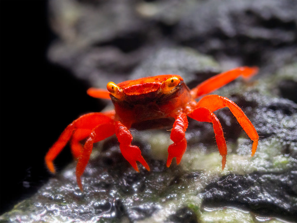 Tomato Vampire Crab (Geosesarma sp.) - Aquatic Arts