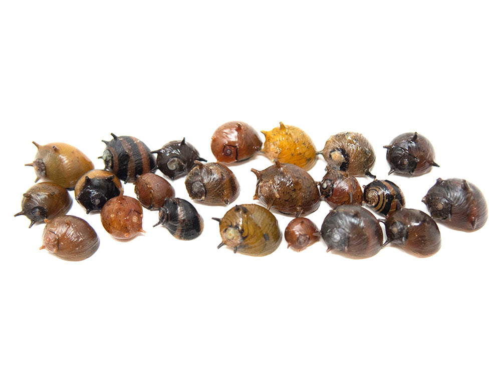 Three-Color Thorn/Horn Nerite Snail (Clithon corona/diadema