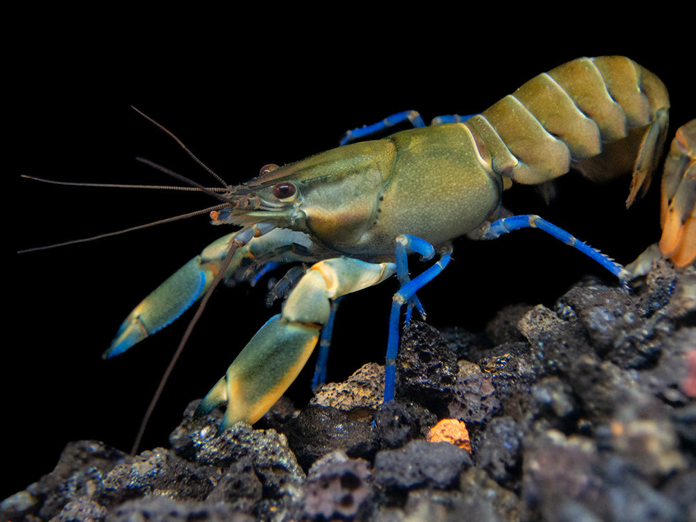 Tricolor Blue Moon Crayfish (Cherax boesemani)