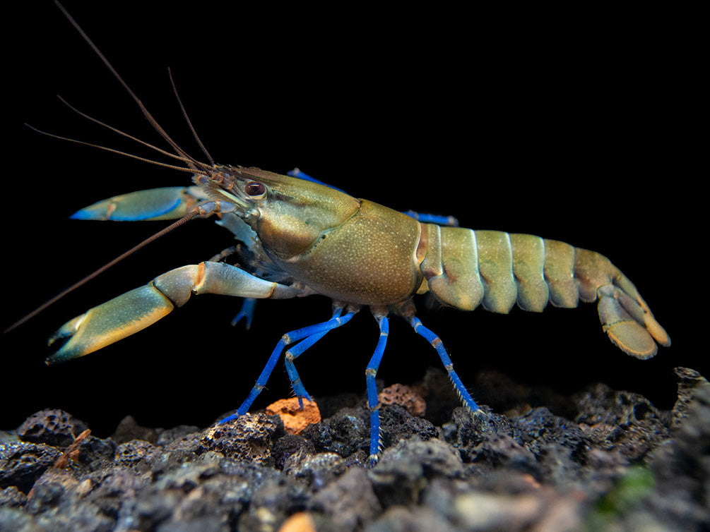Tricolor Blue Moon Crayfish (Cherax boesemani)