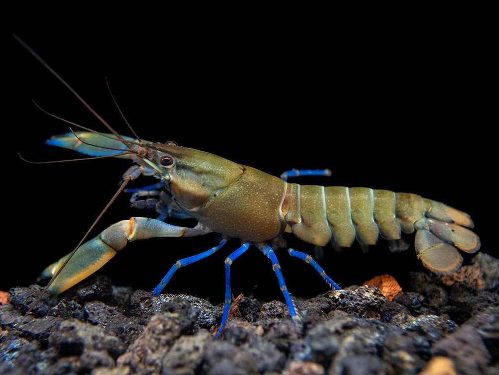 Tricolor Blue Moon Crayfish (Cherax boesemani)