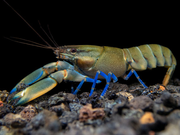 Tricolor Blue Moon Crayfish (Cherax boesemani)