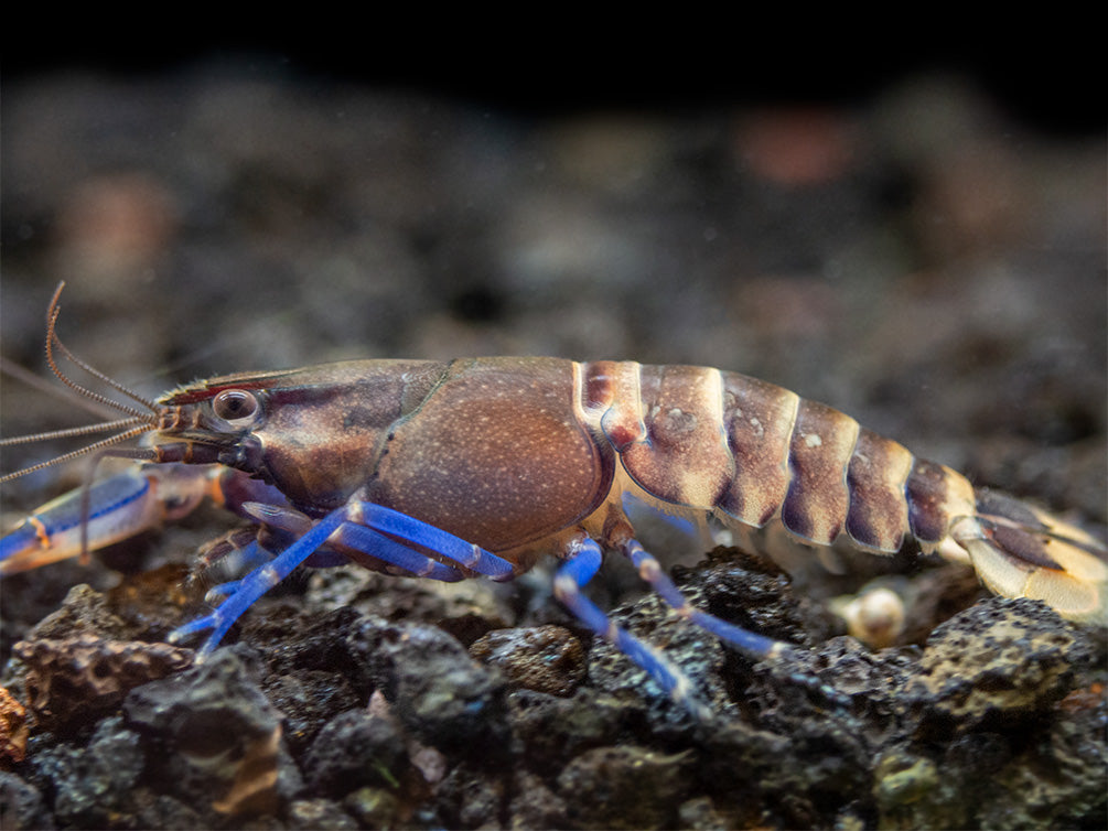 Tricolor Blue Moon Crayfish (Cherax boesemani)