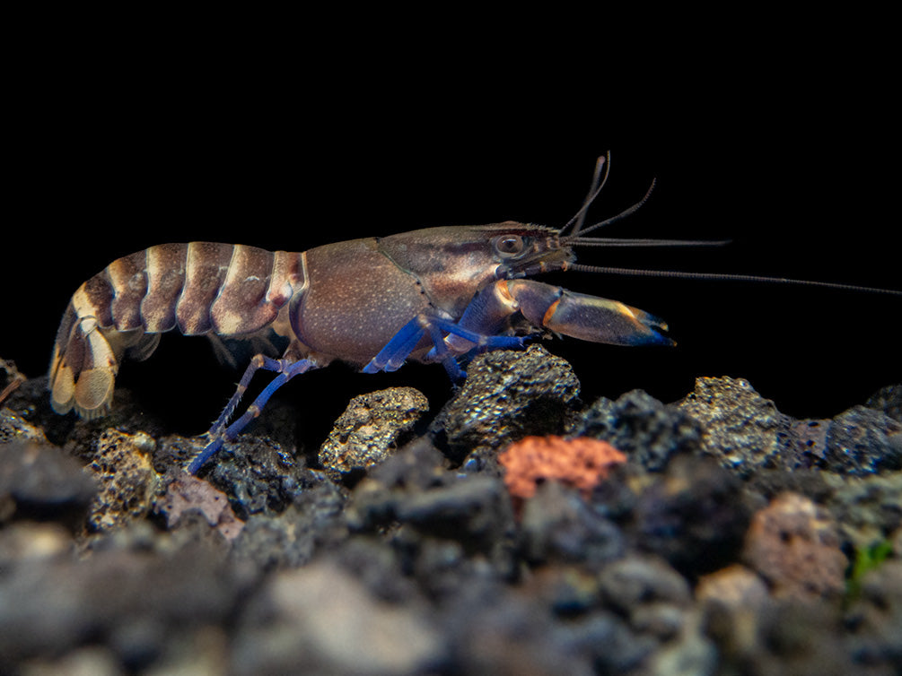 Tricolor Blue Moon Crayfish (Cherax boesemani)