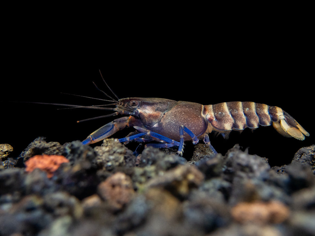 Tricolor Blue Moon Crayfish (Cherax boesemani)