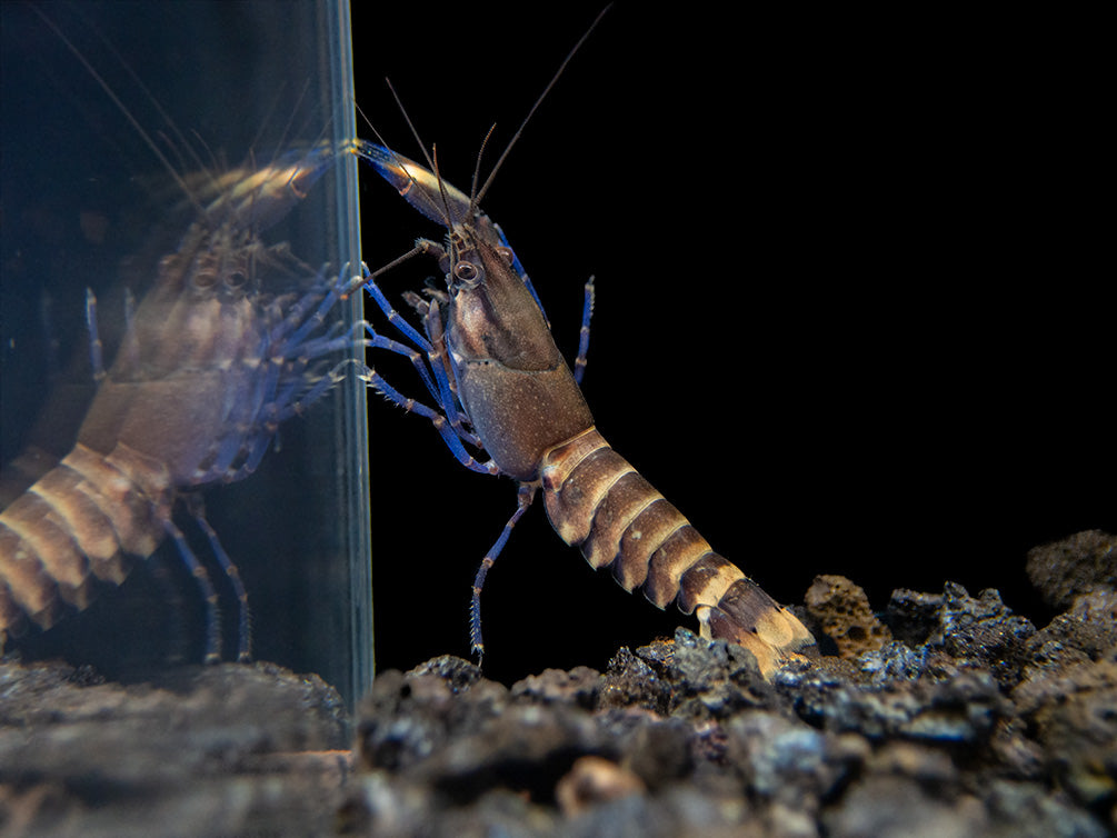 Tricolor Blue Moon Crayfish (Cherax boesemani)