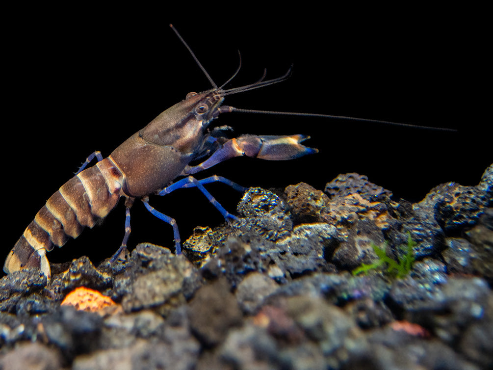 Tricolor Blue Moon Crayfish (Cherax boesemani)