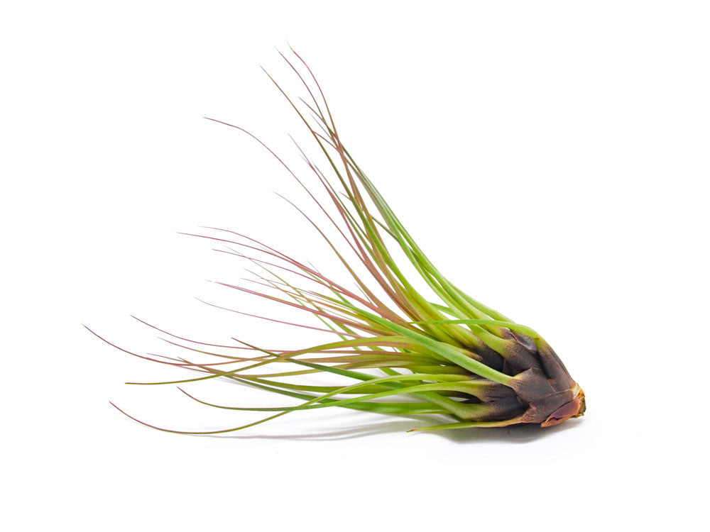 tricolor air plant Tricolor Tillandsia Air Plants