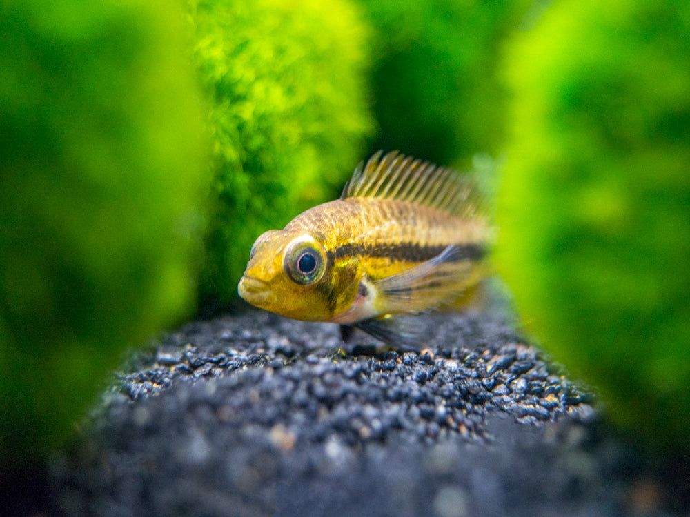 Triple Red Cockatoo Dwarf Cichlid (Apistogramma cacatuoides), Tank-Bred