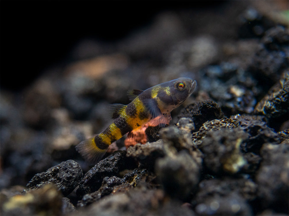 True Freshwater Bumblebee Goby (Brachygobius xanthomelas)