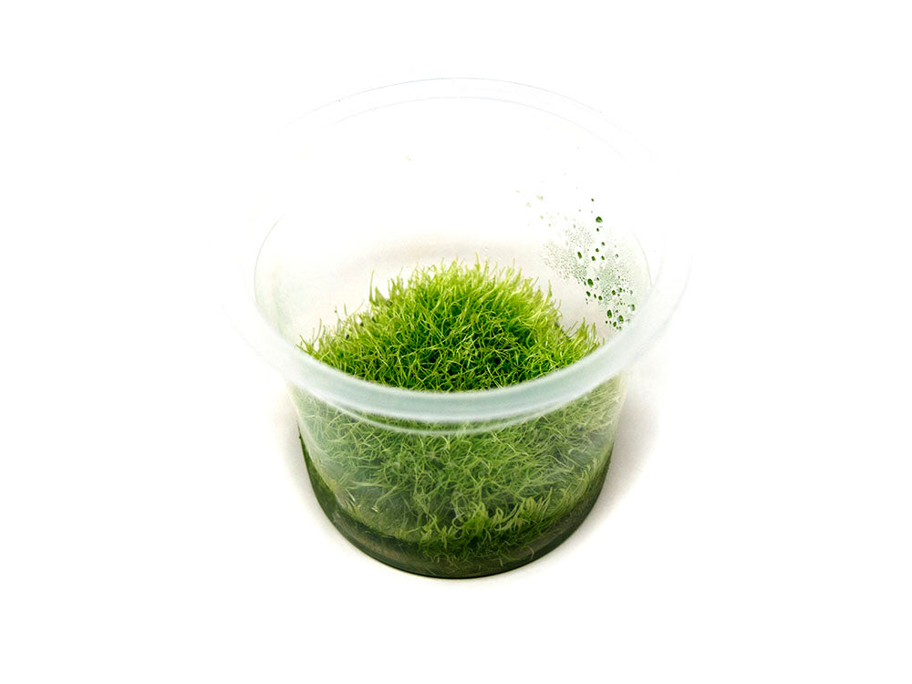 Grass Leaved Bladderwort (Utricularia graminifolia) Tissue Culture