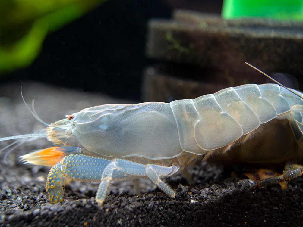 vampire shrimp for sale
