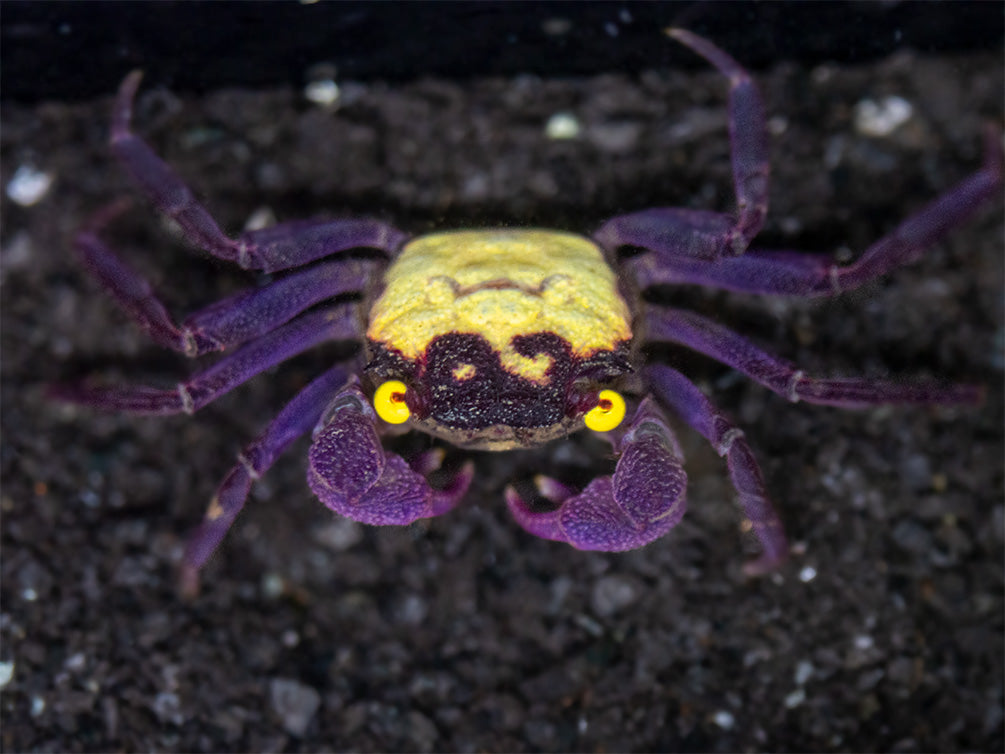 Vampire Crab (Geosesarma dennerle) - Aquatic Arts