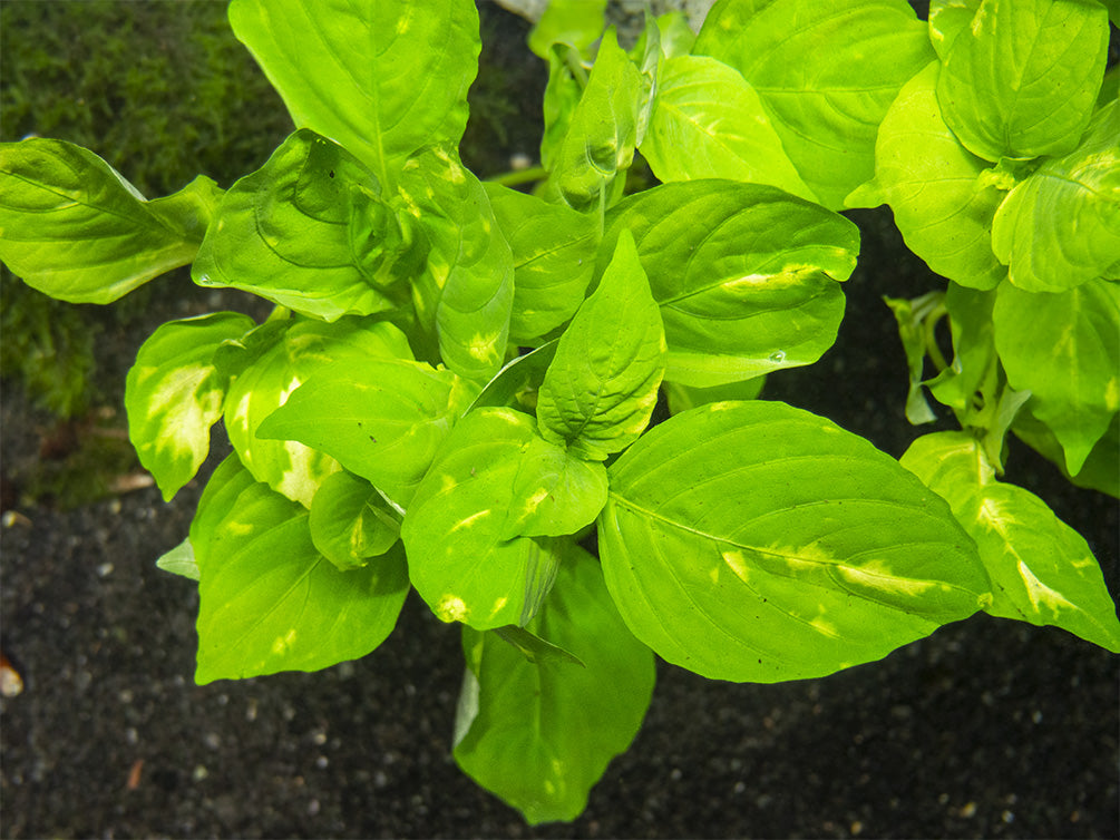 Variegated Corymbosa AKA Nomaphila Variegatus, bunch