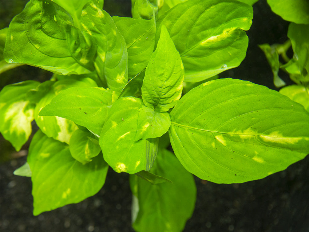 Nomaphila Variegatus