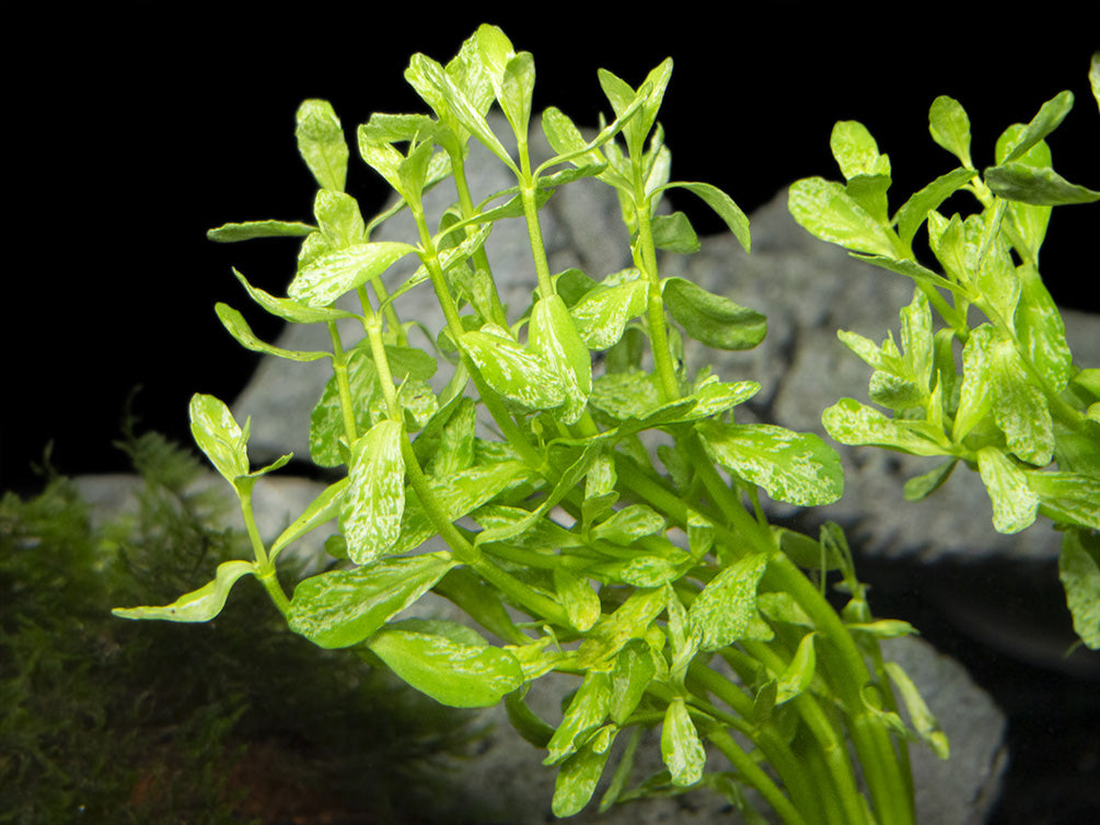 money wort plant Variegated Moneywort (Bacopa monnieri)