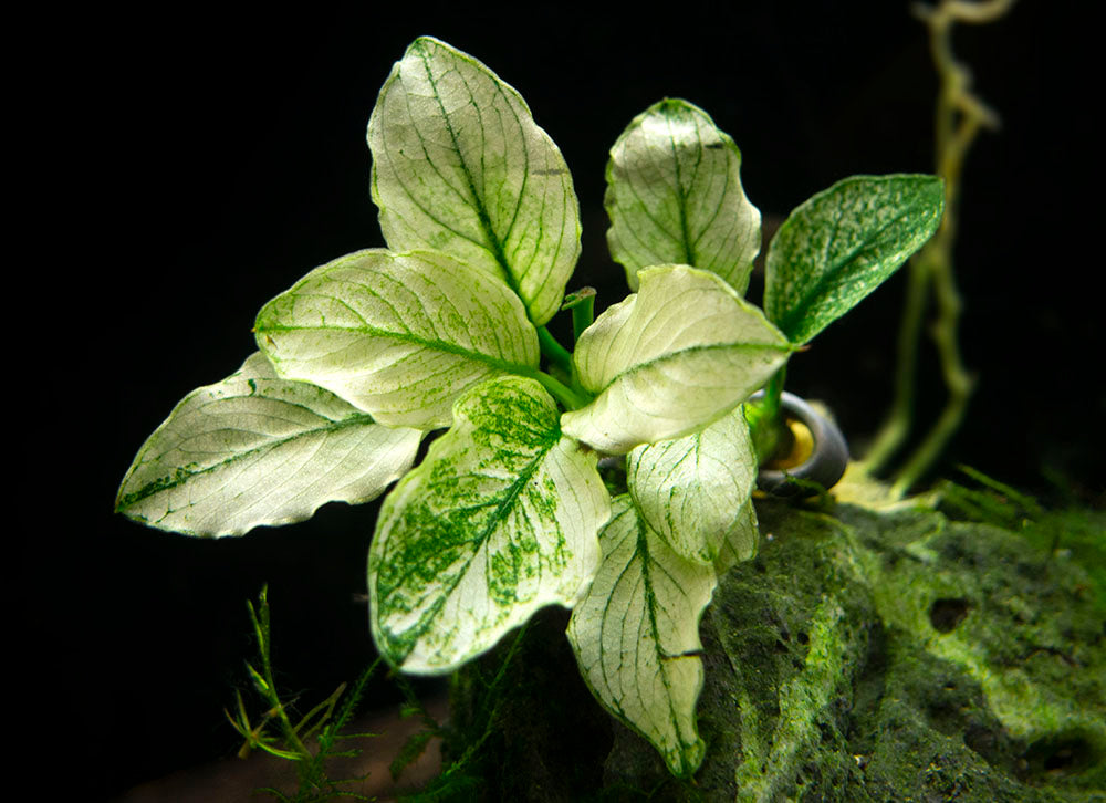 Variegated Anubias Nana (A. barteri) -Bare Root - Aquatic Arts