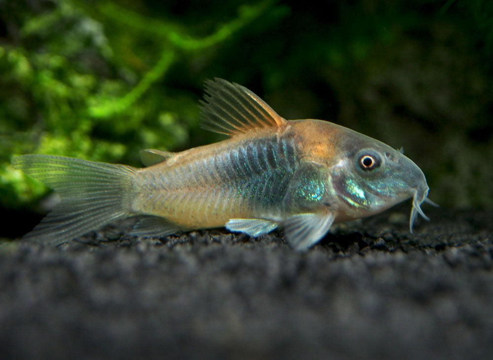 Orange Venezuelan Cory Catfish (Corydoras aeneus "Venezuela"), Tank-Bred