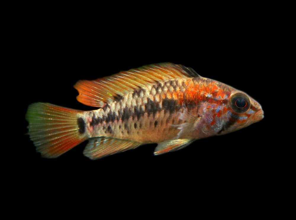 Red Shoulder Dwarf Cichlid (Apistogramma macmasteri), Tank-Bred
