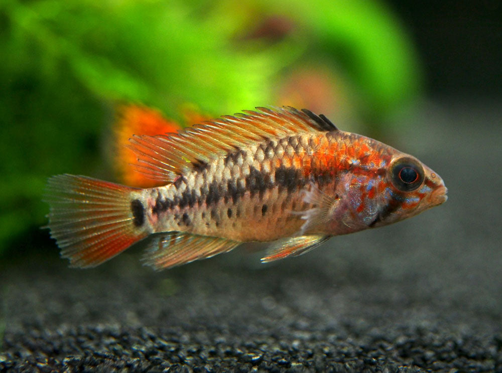 Red Shoulder Dwarf Cichlid (Apistogramma macmasteri), Tank-Bred