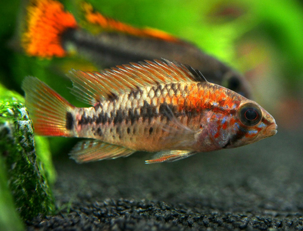 Red Shoulder Dwarf Cichlid (Apistogramma macmasteri), Tank-Bred