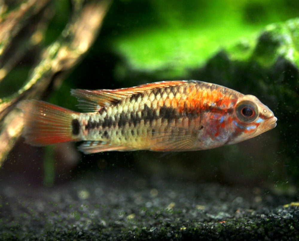 Red Shoulder Dwarf Cichlid (Apistogramma macmasteri), Tank-Bred
