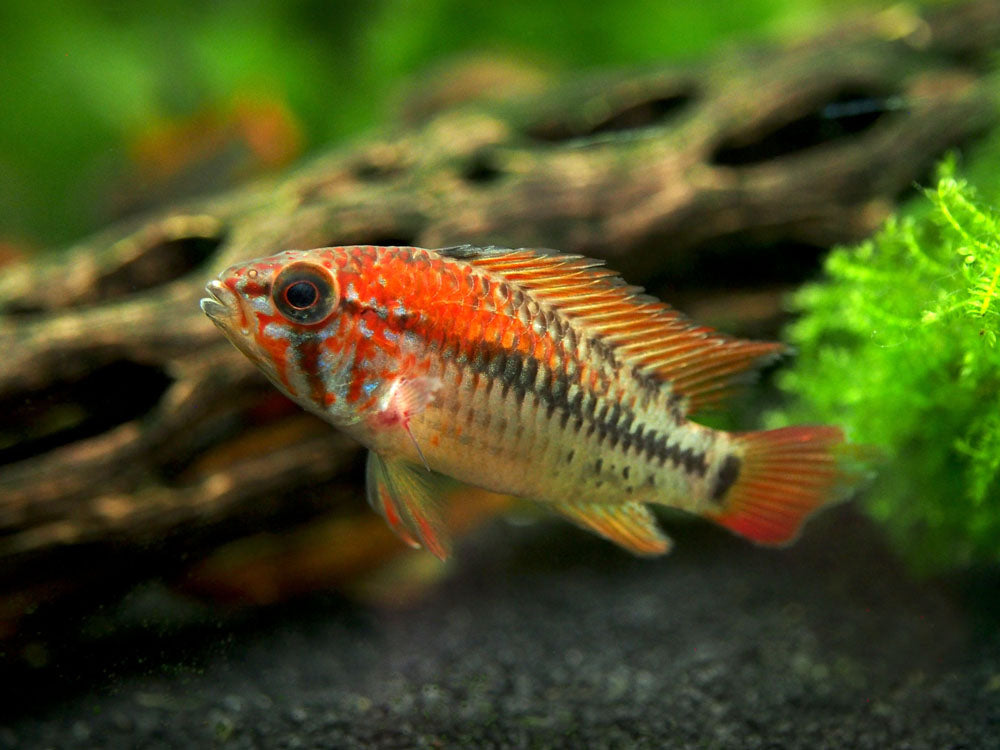 Red Shoulder Dwarf Cichlid (Apistogramma macmasteri), Tank-Bred