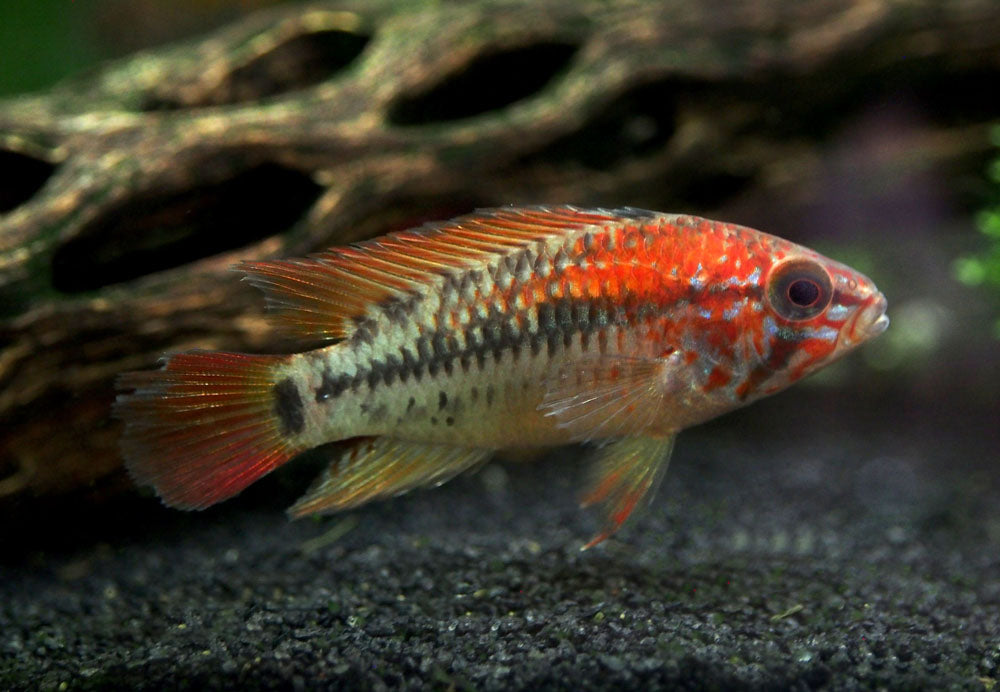 Red Shoulder Dwarf Cichlid (Apistogramma macmasteri), Tank-Bred