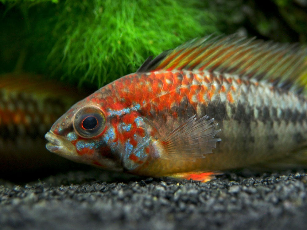 Red Shoulder Dwarf Cichlid (Apistogramma macmasteri), Tank-Bred